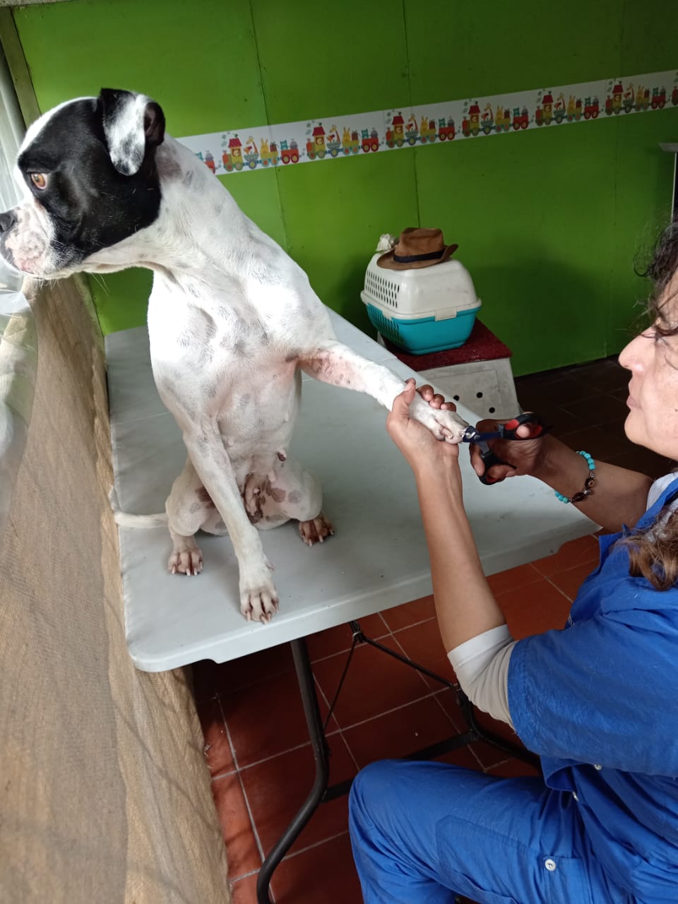 Peluquería Canina en Sangolquí: corte de uñas a un perro en la mesa de estética de KRAVet