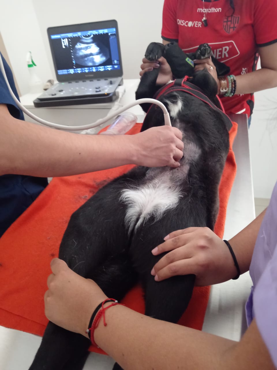 Diagnóstico Veterinario en perros y gatos en Sangolquí, KRAVet
