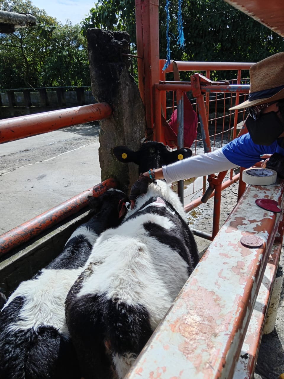 Regulación Fisiológica Veterinaria en animales de producción — KRAVet
