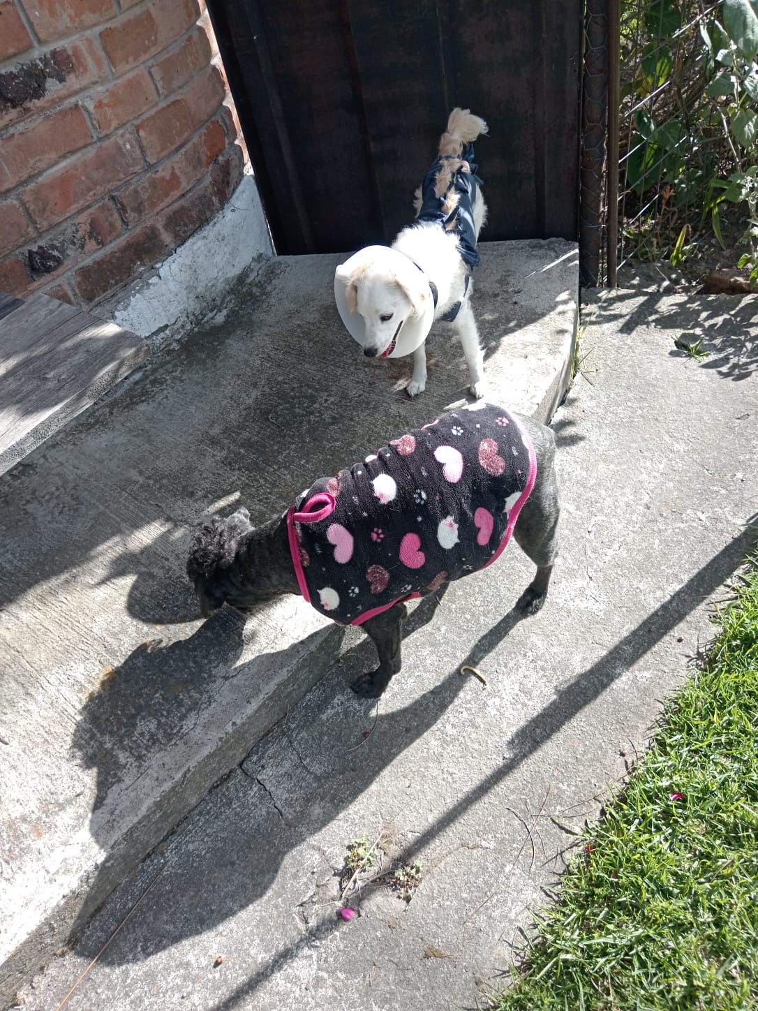 Mascotas consentidas de KRAVet en Sangolquí