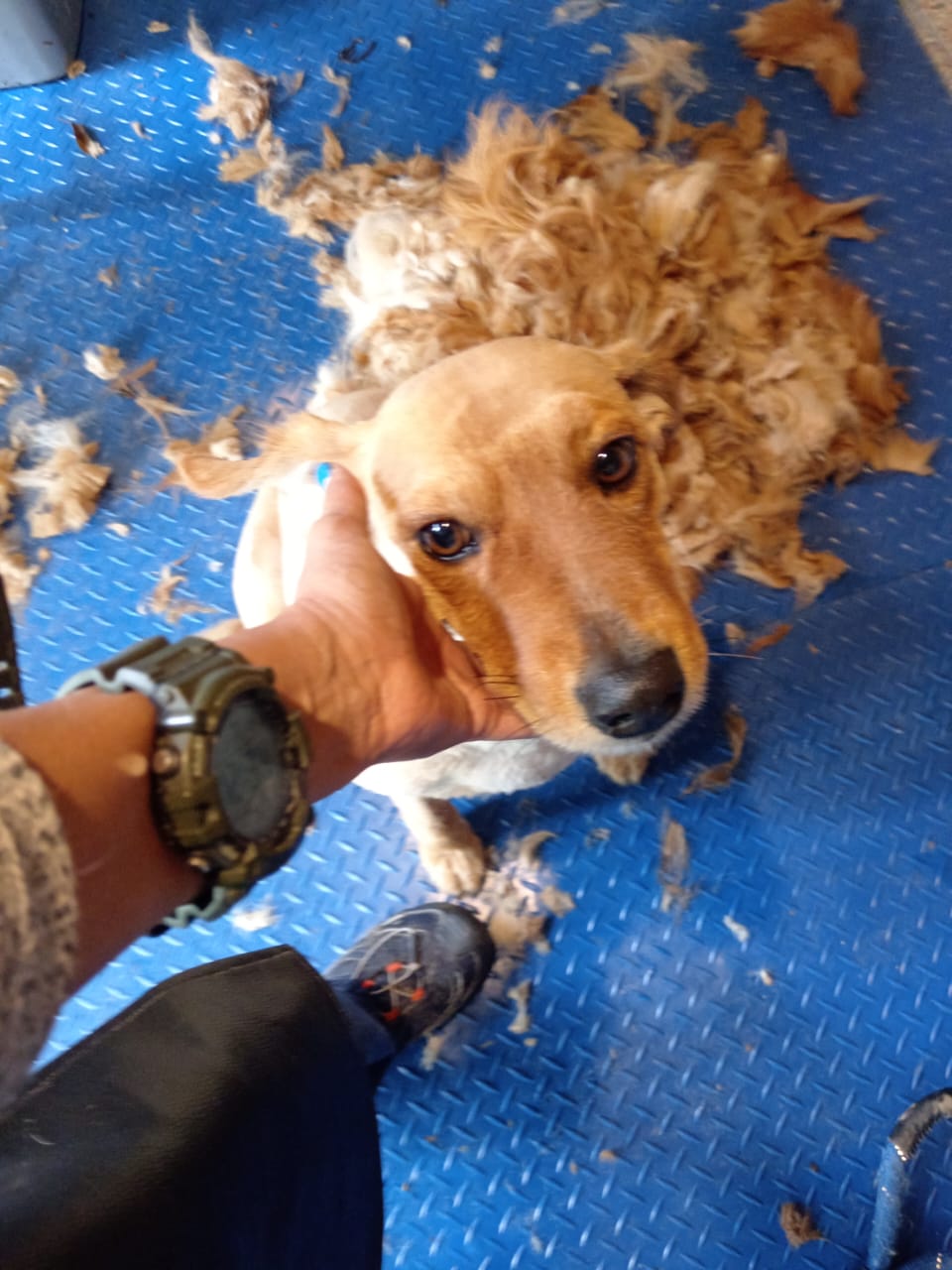 Peluquería Canina en Sangolquí: corte de pelo a un cocker en KRAVet