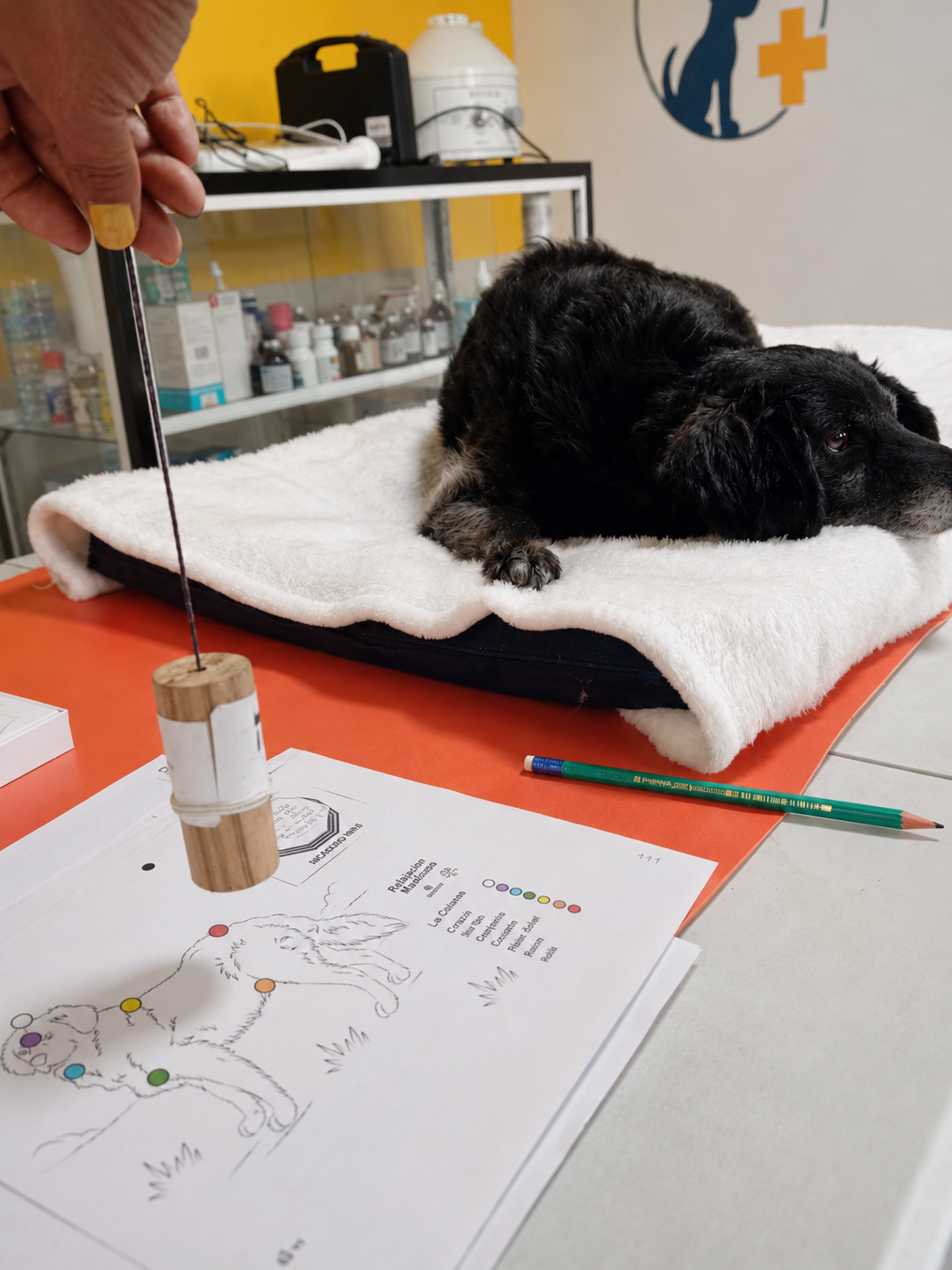 Sesión de Regulación Fisiológica a un perro en KRAVet, Sangolquí