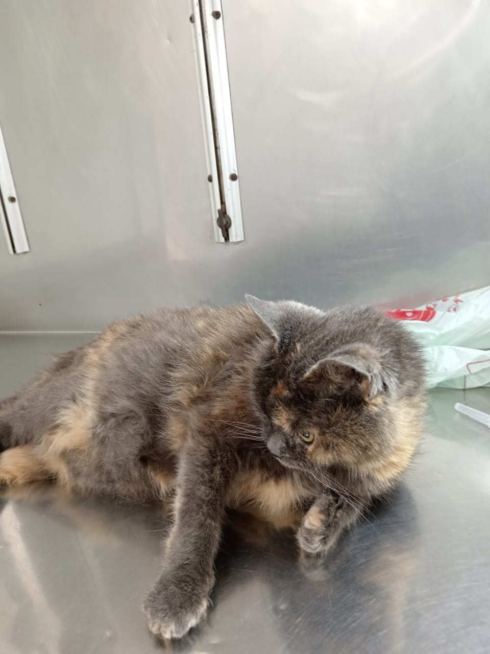 Veterinaria para gatos en Sangolquí: atención felina, un gato en la clínica de KRAVet