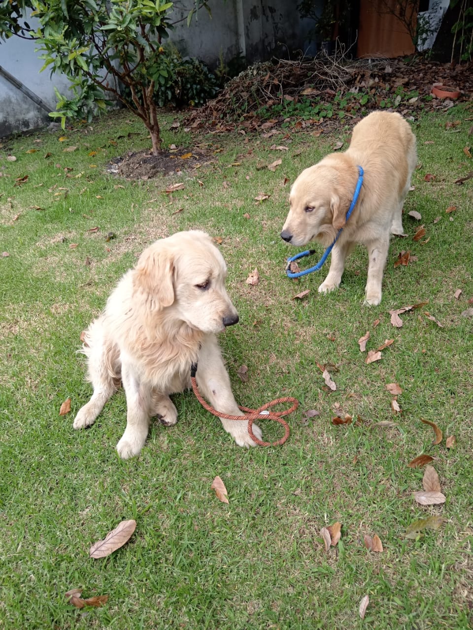 Veterinaria para perros en el Valle de los Chillos, KRAVet