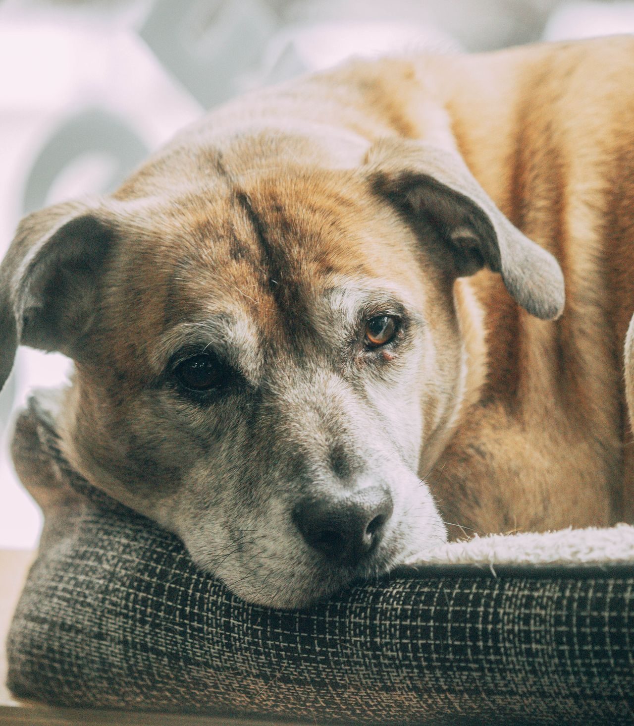 Artritis en perros: perro descansando en una cama acolchada para proteger sus articulaciones