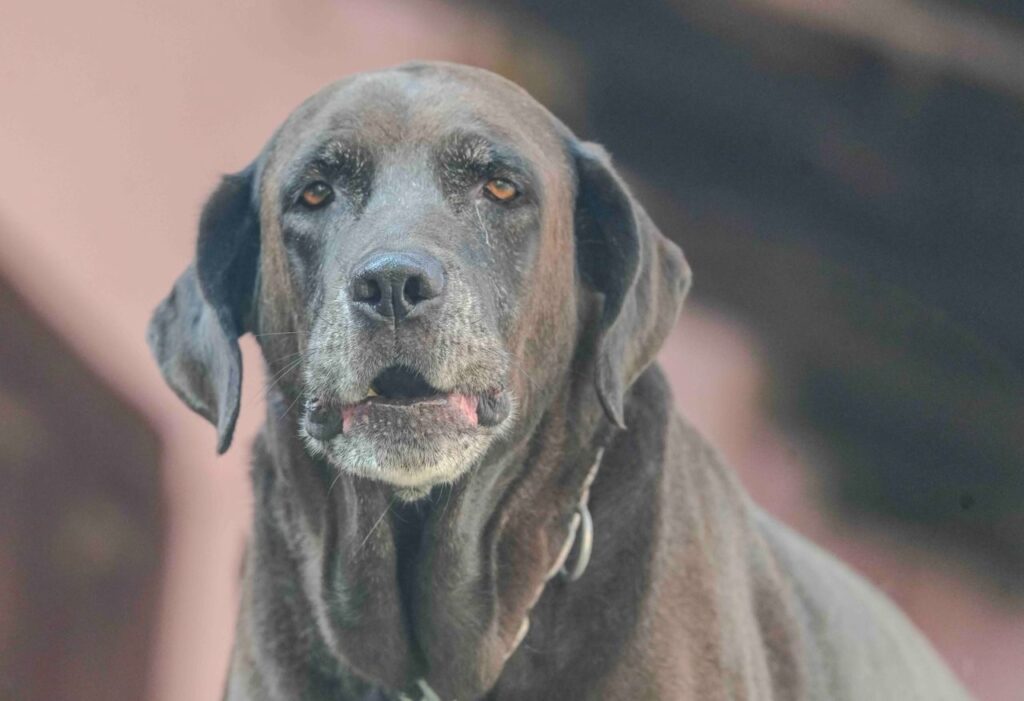 Artritis en perros: perro senior descansando con signos de rigidez articular