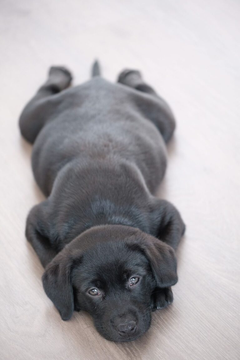 Cachorro con diarrea: cuándo es normal y cuándo es una emergencia