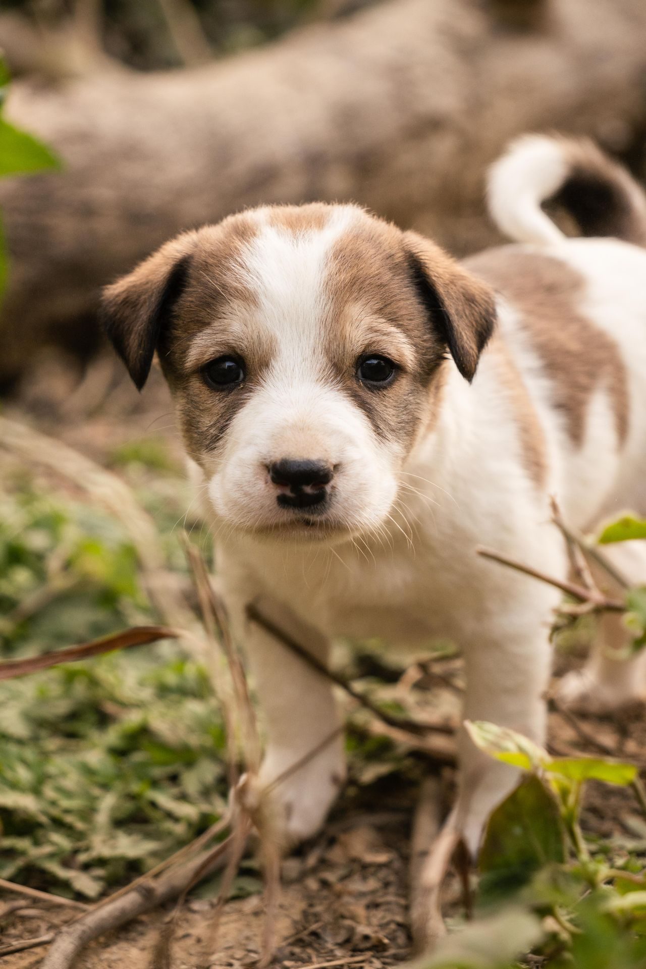 Cachorro con diarrea: cachorro pequeño al aire libre bajo observación por problemas digestivos
