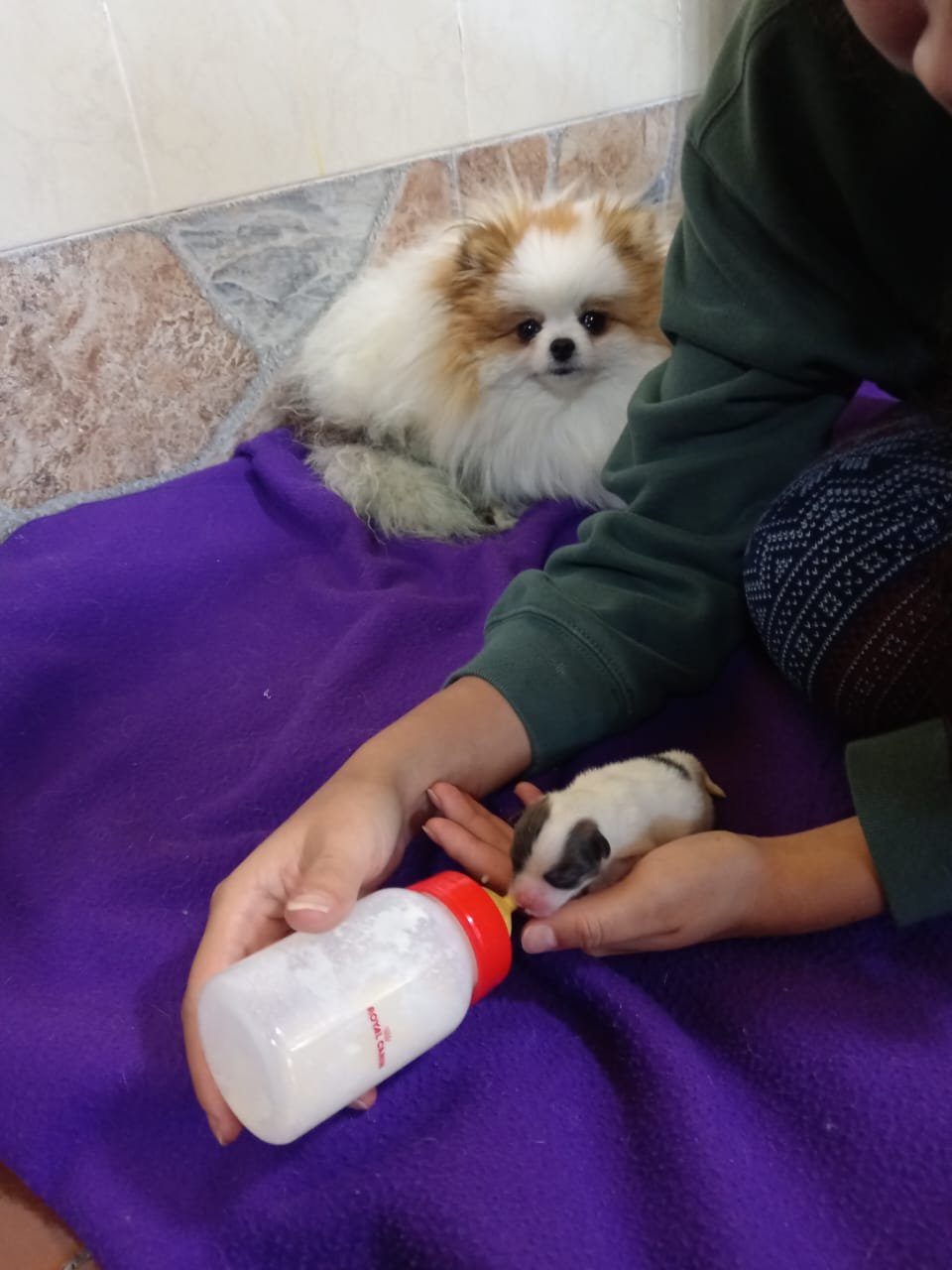 Cirugía Veterinaria en Sangolquí: cuidado neonatal tras una cesárea, un cachorro recién nacido alimentado con biberón junto a su madre pomerania en KRAVet