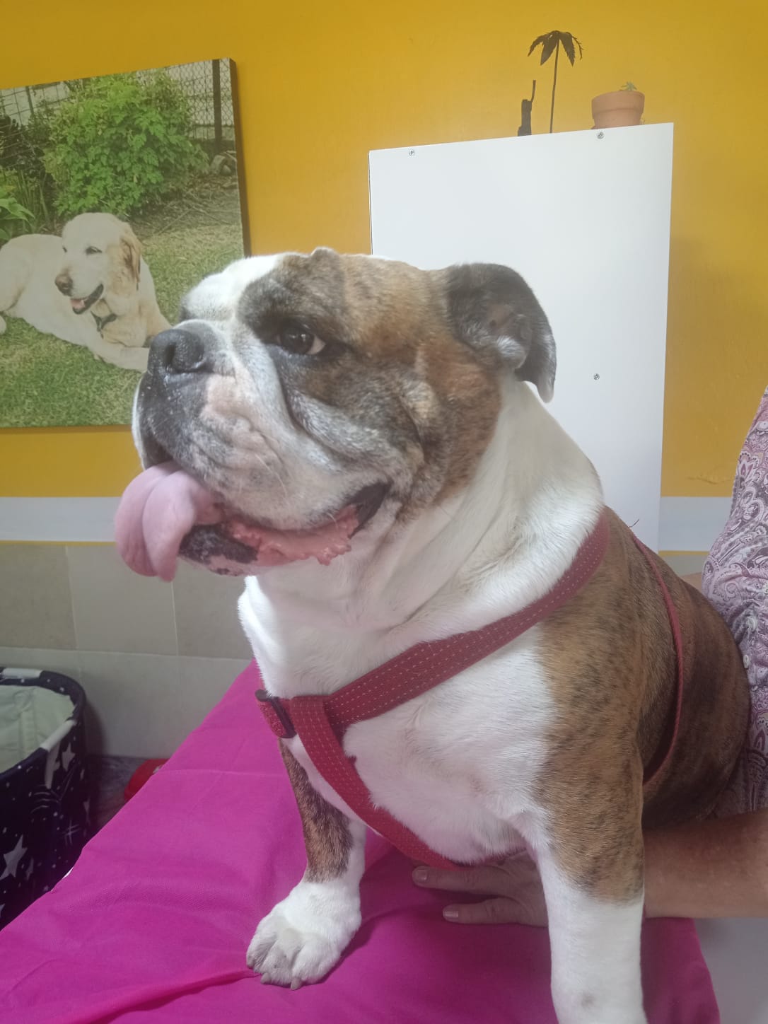 Consulta de veterinaria para perros en Sangolquí: un bulldog inglés en KRAVet