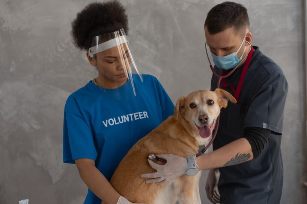 Diarrea con sangre en perros: perro atendido por el veterinario durante la consulta