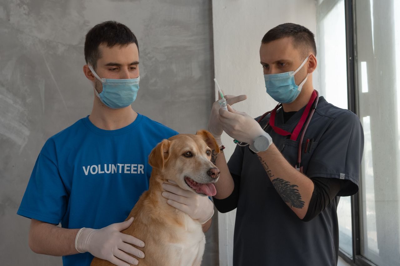 Diarrea con sangre en perros: perro recibiendo atención y tratamiento veterinario