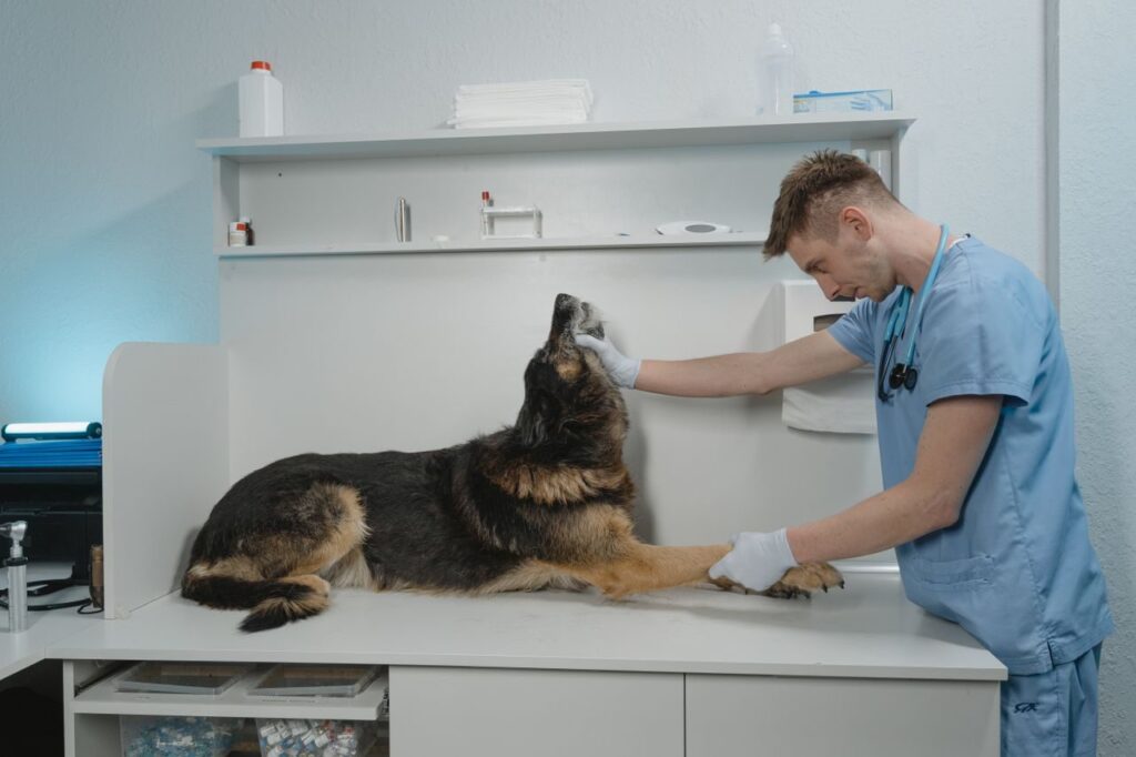 Displasia de cadera en perros: pastor alemán durante una revisión veterinaria de sus caderas