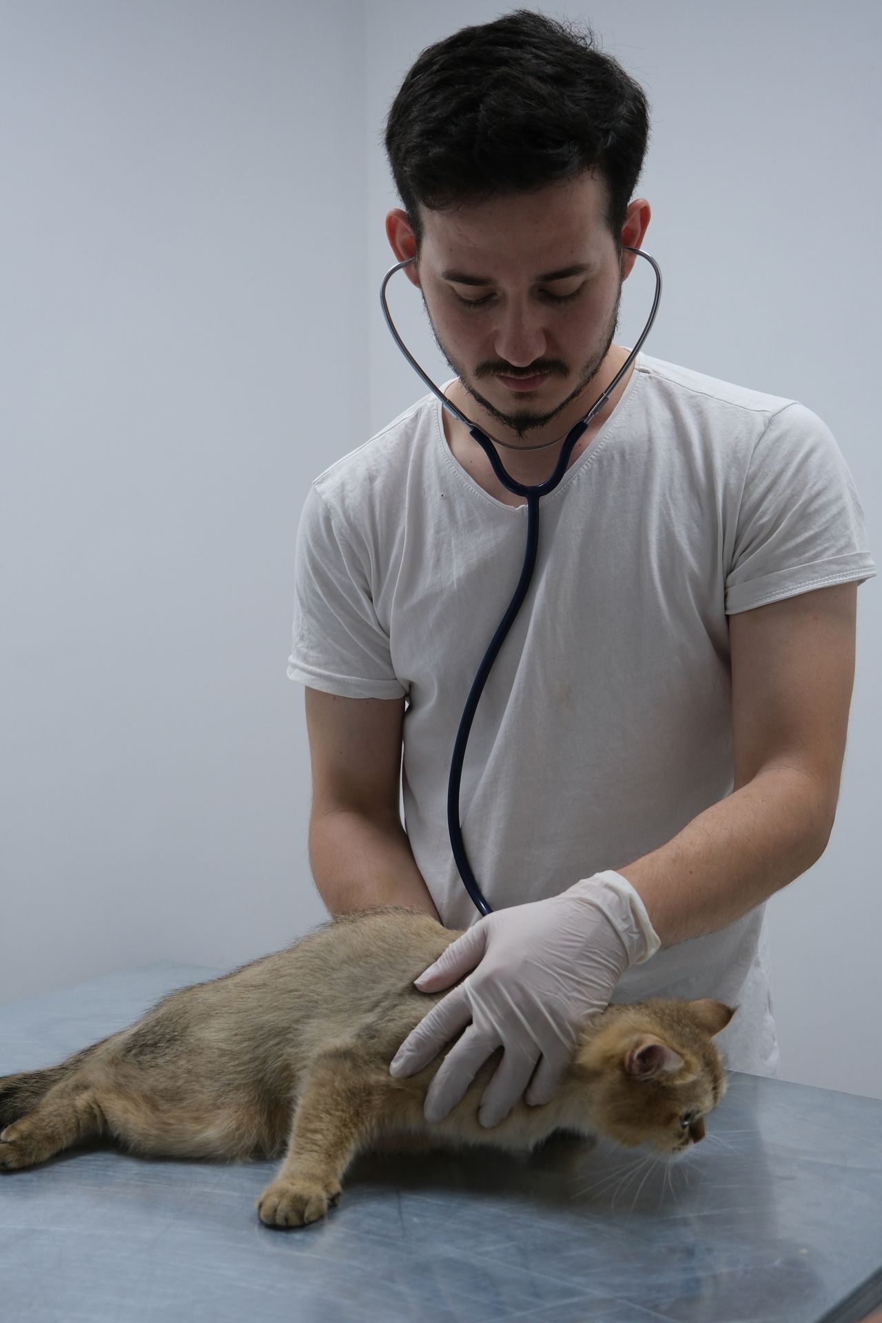 Enfermedad renal en gatos: veterinario auscultando a un gato en la Consulta
