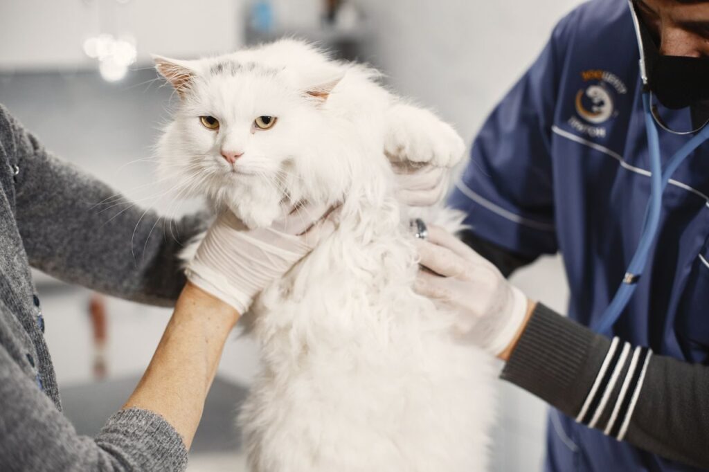 Enfermedad renal en gatos: gato blanco durante una revisión veterinaria de sus riñones