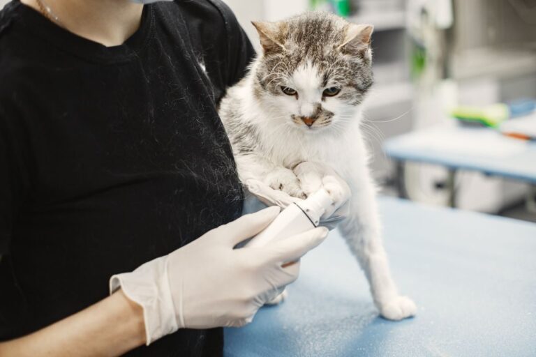 Mi gato no puede orinar: una urgencia que no puede esperar