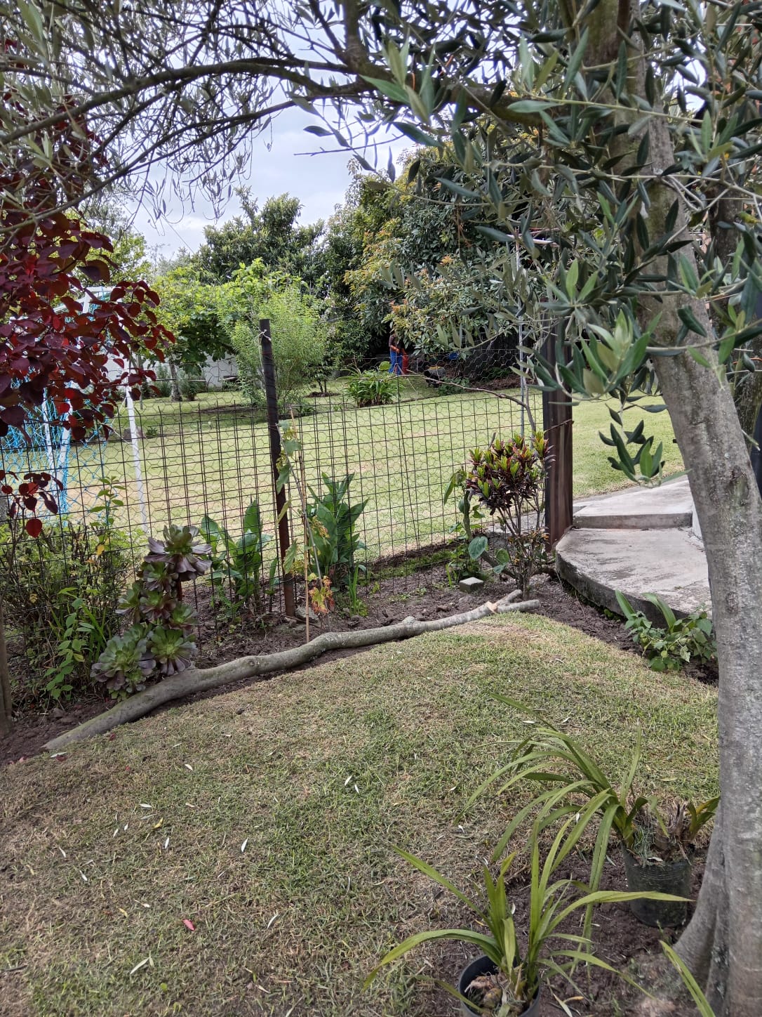 Hospedaje canino en Sangolquí: áreas verdes y jardín de KRAVet