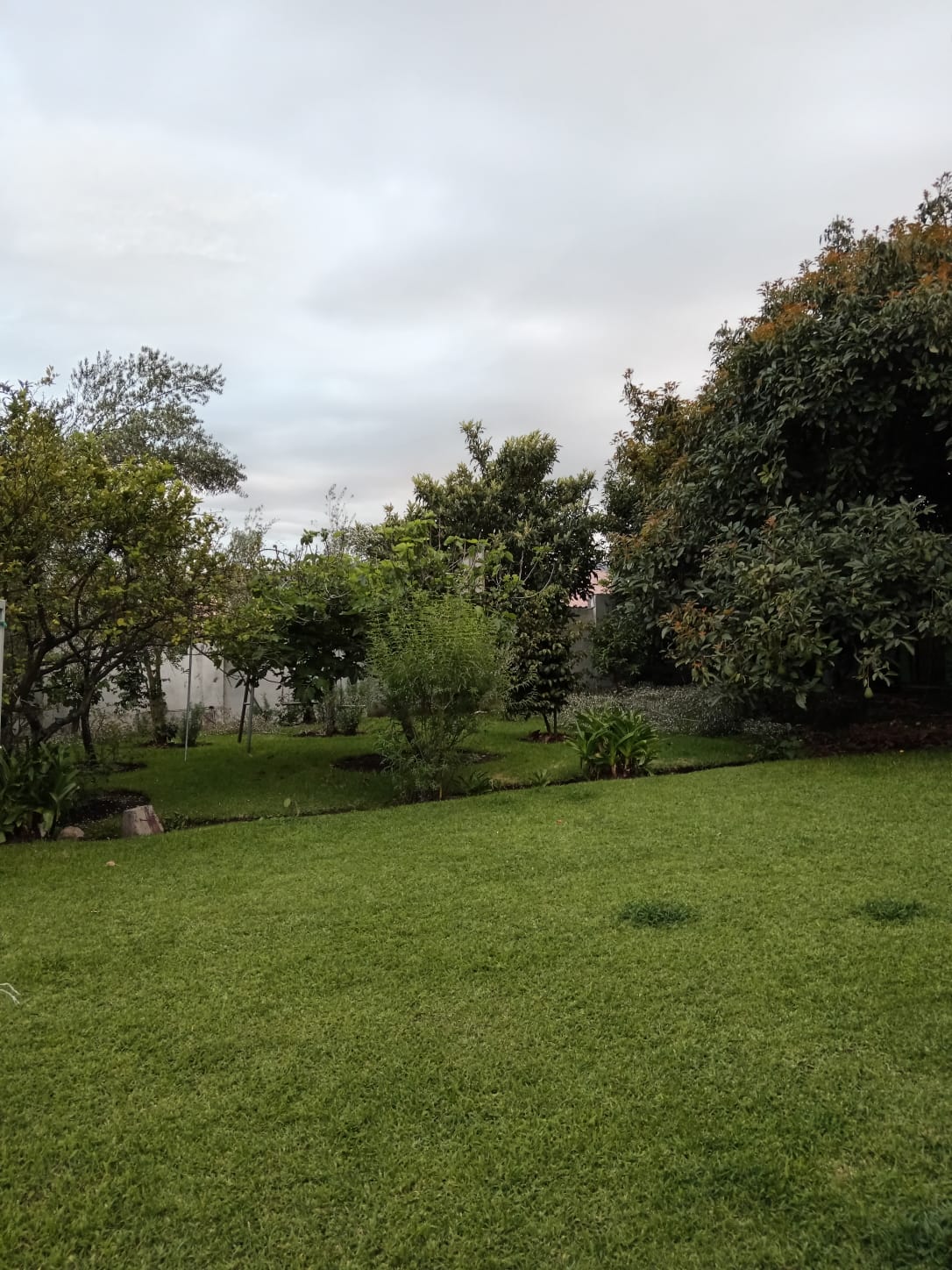 Hospedaje canino en Sangolquí: amplio patio con césped en KRAVet
