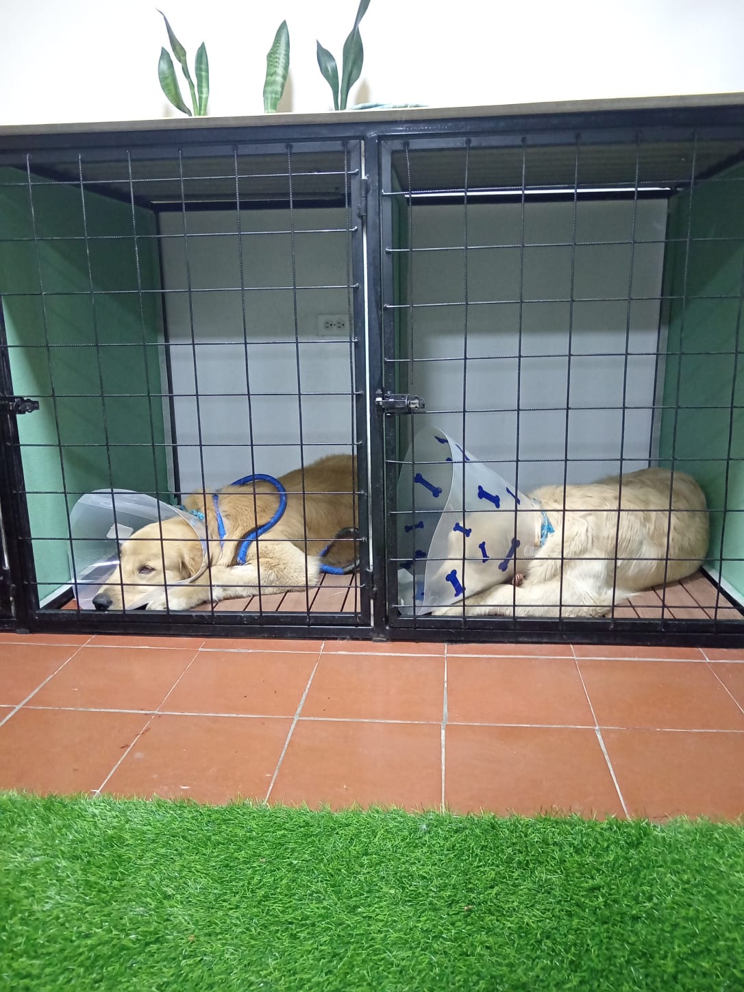 Hospedaje canino en Sangolquí: un golden retriever descansando con supervisión en KRAVet