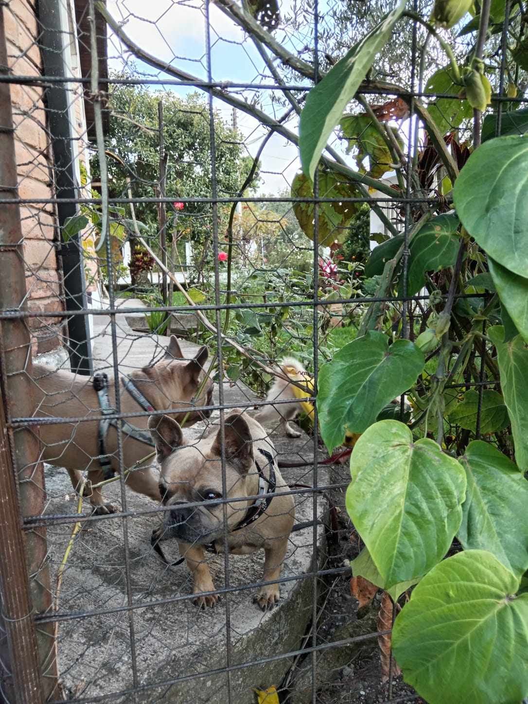 Hospedaje canino en Sangolquí: dos bulldogs franceses paseando en el jardín exterior de KRAVet