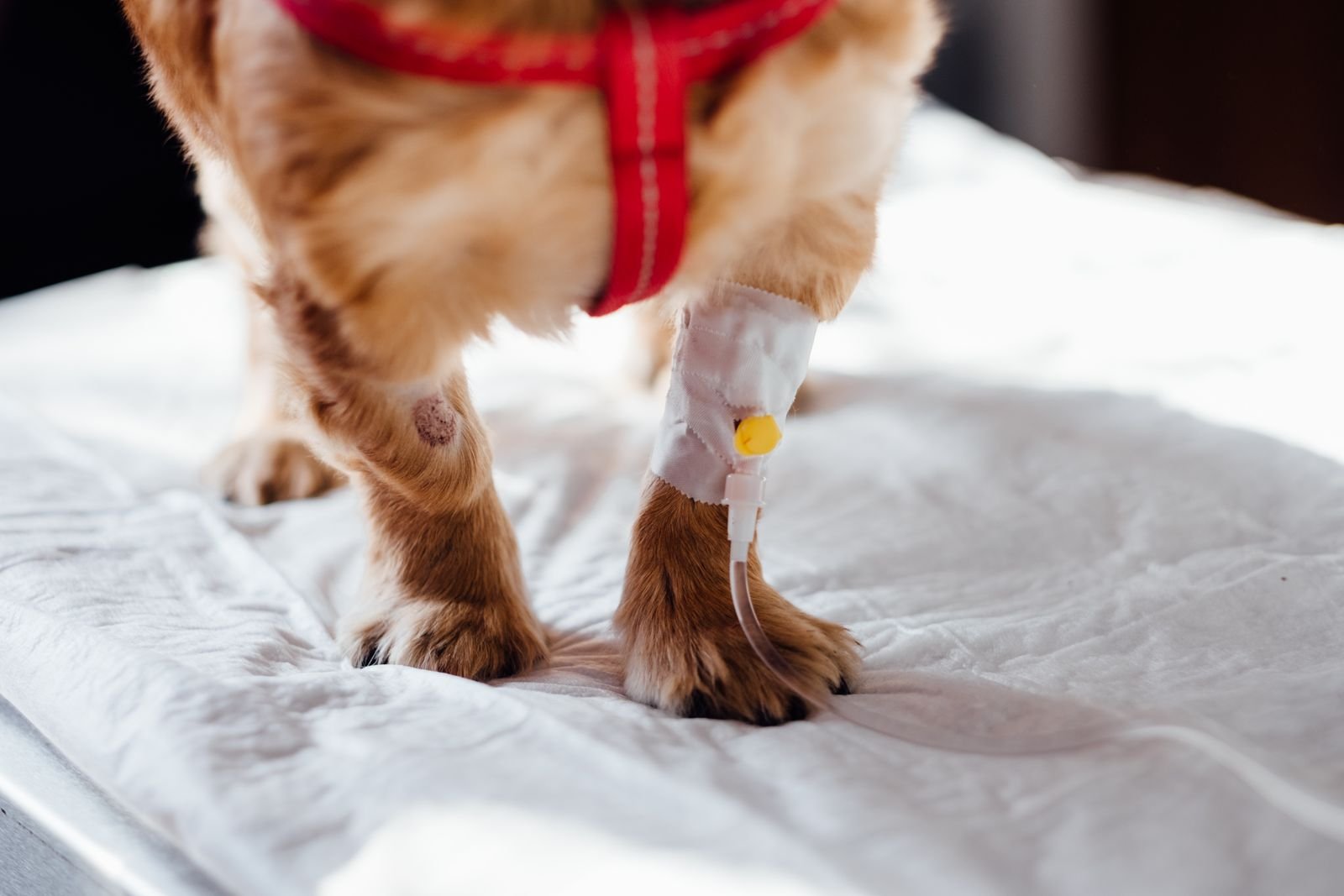 Veterinaria con Hospitalización en Sangolquí: perro con fluidoterapia por catéter intravenoso en KRAVet