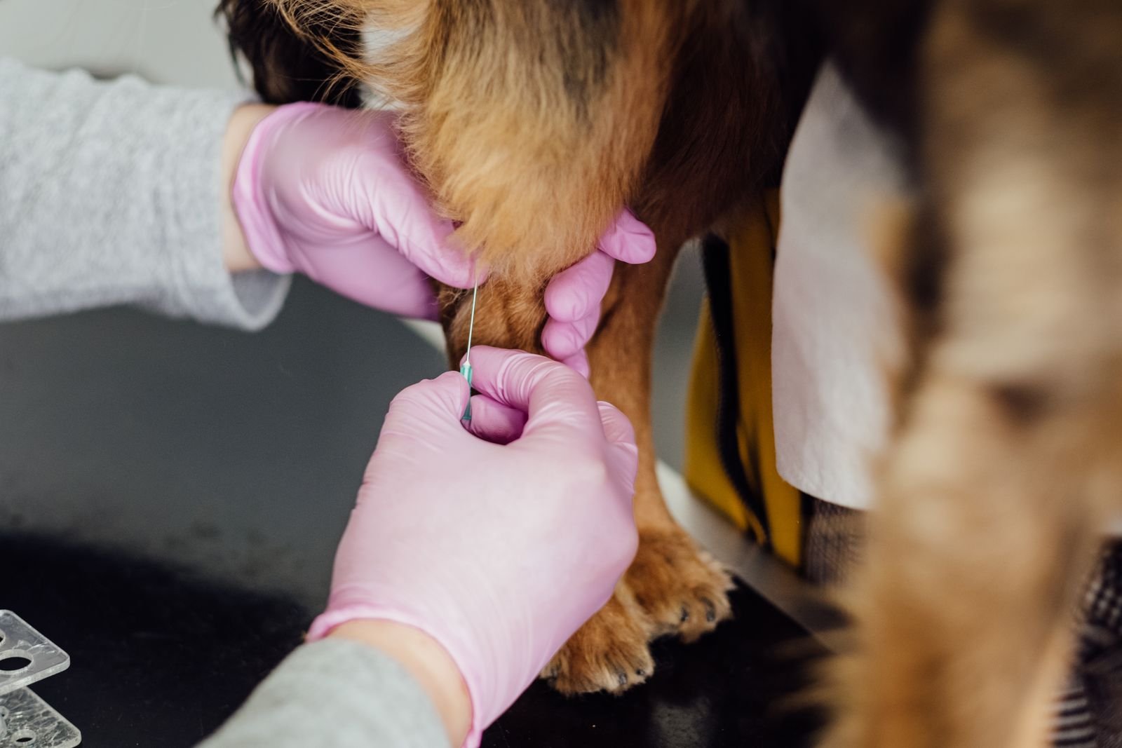 Veterinaria con Hospitalización en Sangolquí: colocación de la vía a un perro en KRAVet