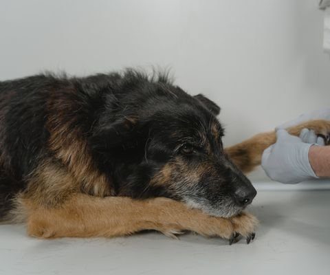 Perro tranquilo atendido con suavidad por el veterinario durante la valoración clínica