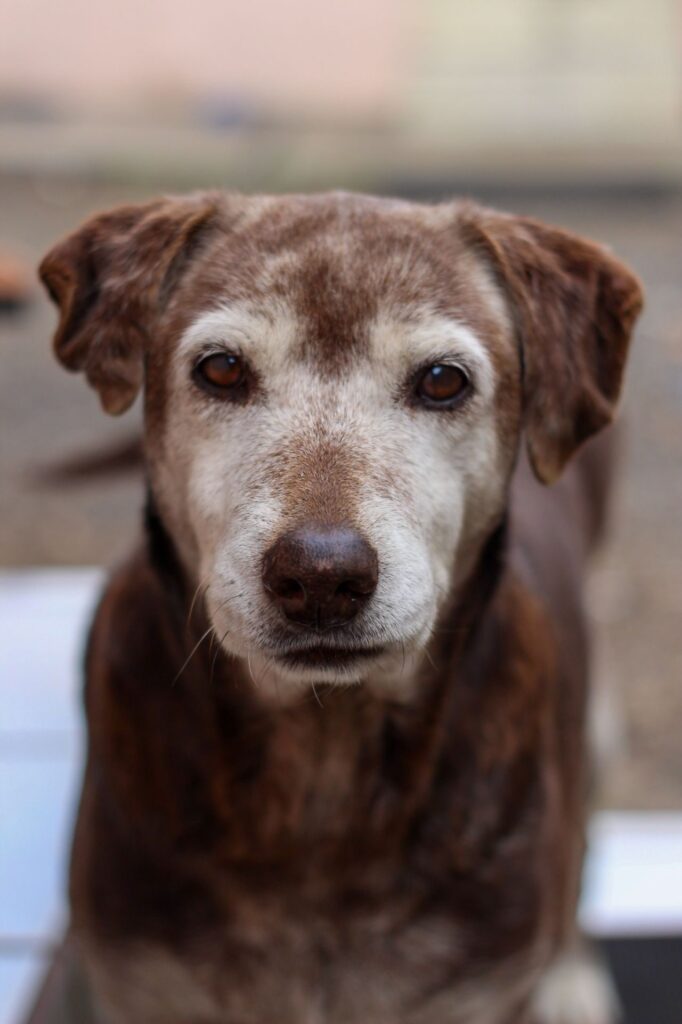 Mal aliento en perros: primer plano del rostro de un perro mayor con posible problema dental