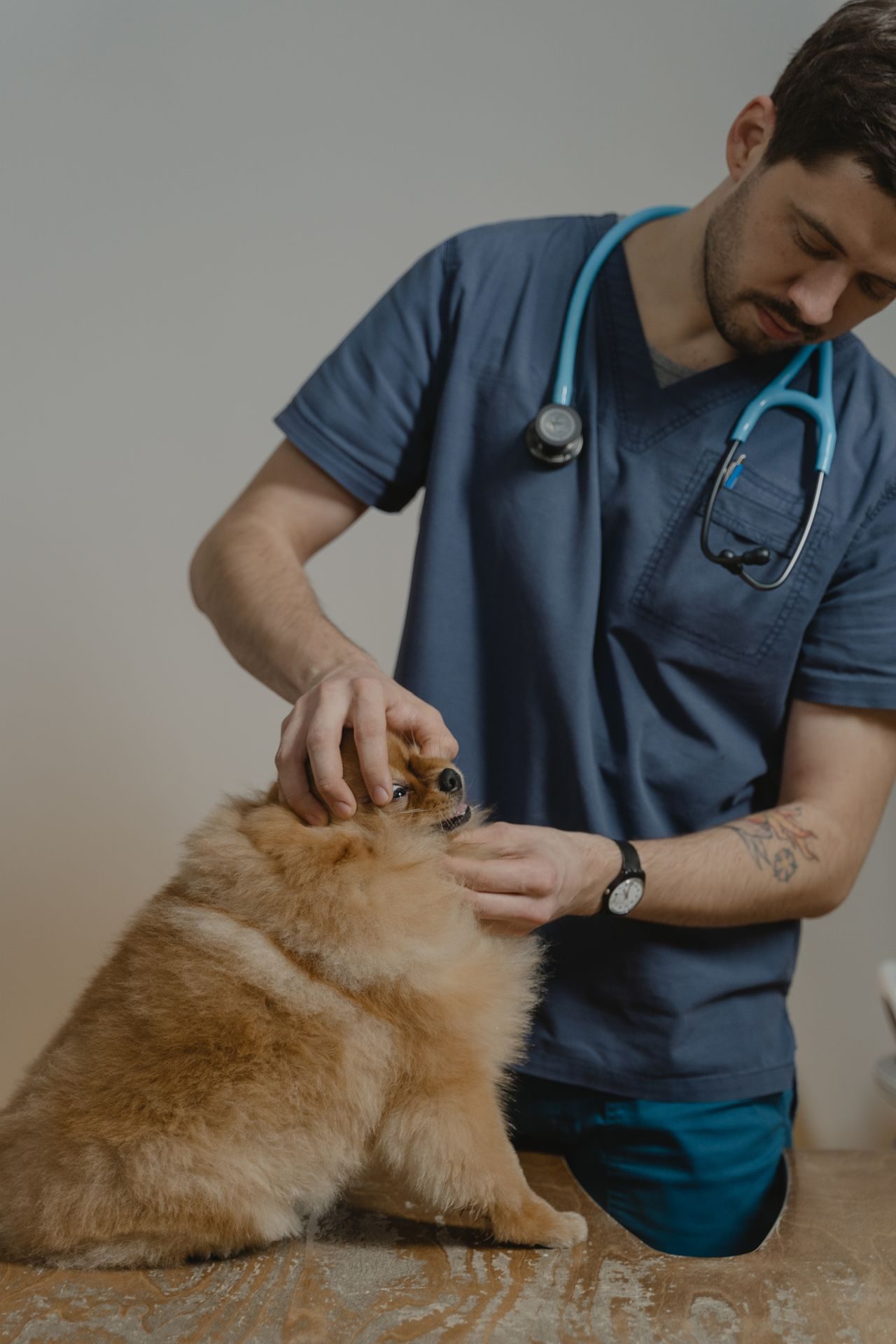 Mi perro vomita: veterinario examinando a un perro pequeño durante la Consulta por vómitos