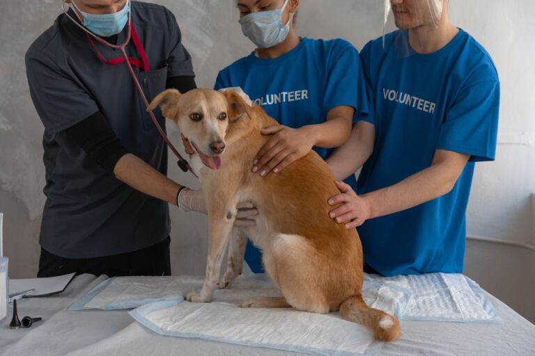 Mi perro vomita: causas frecuentes y señales de alarma