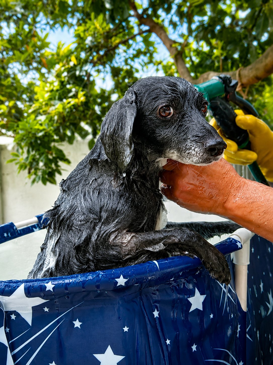 Peluquería Canina en Sangolquí: baño de un perro mayor de pelo negro en KRAVet, enjuague al aire libre durante la sesión de estética