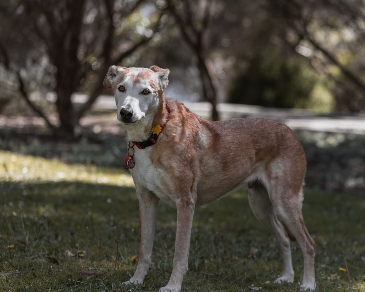 Perro cojea: perro caminando en el parque con dificultad y apoyo desigual de las patas