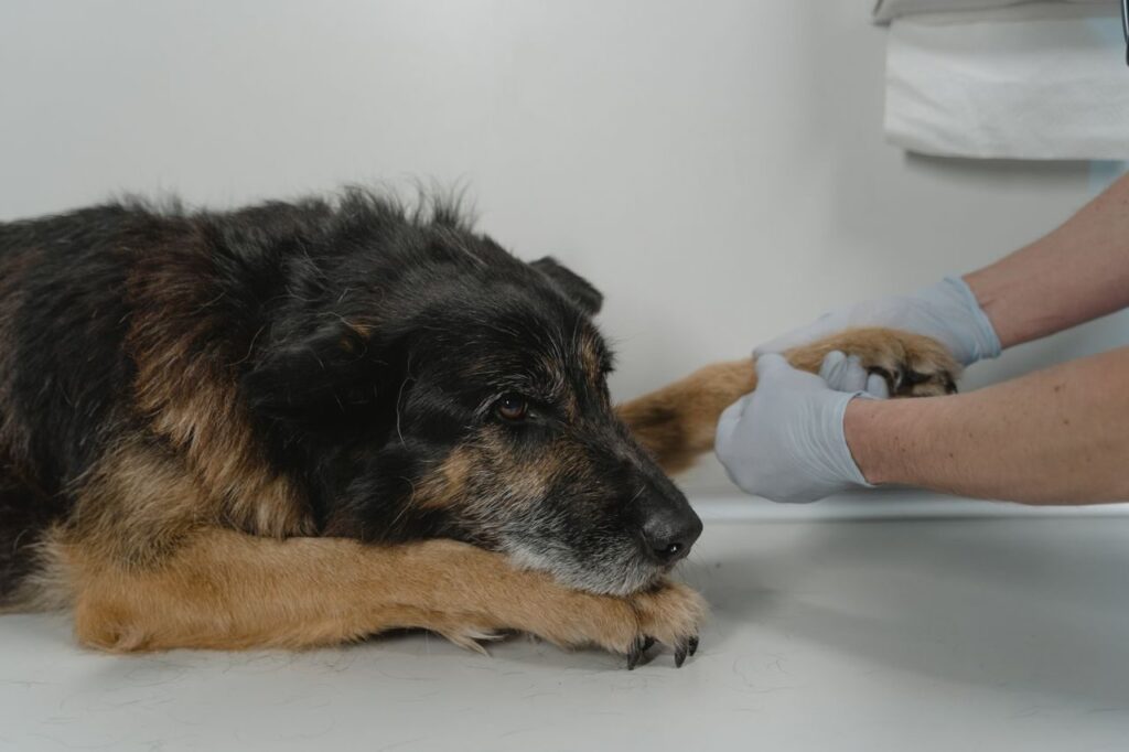 Perro cojea: veterinario revisando la pata de un perro para hallar la causa de la cojera