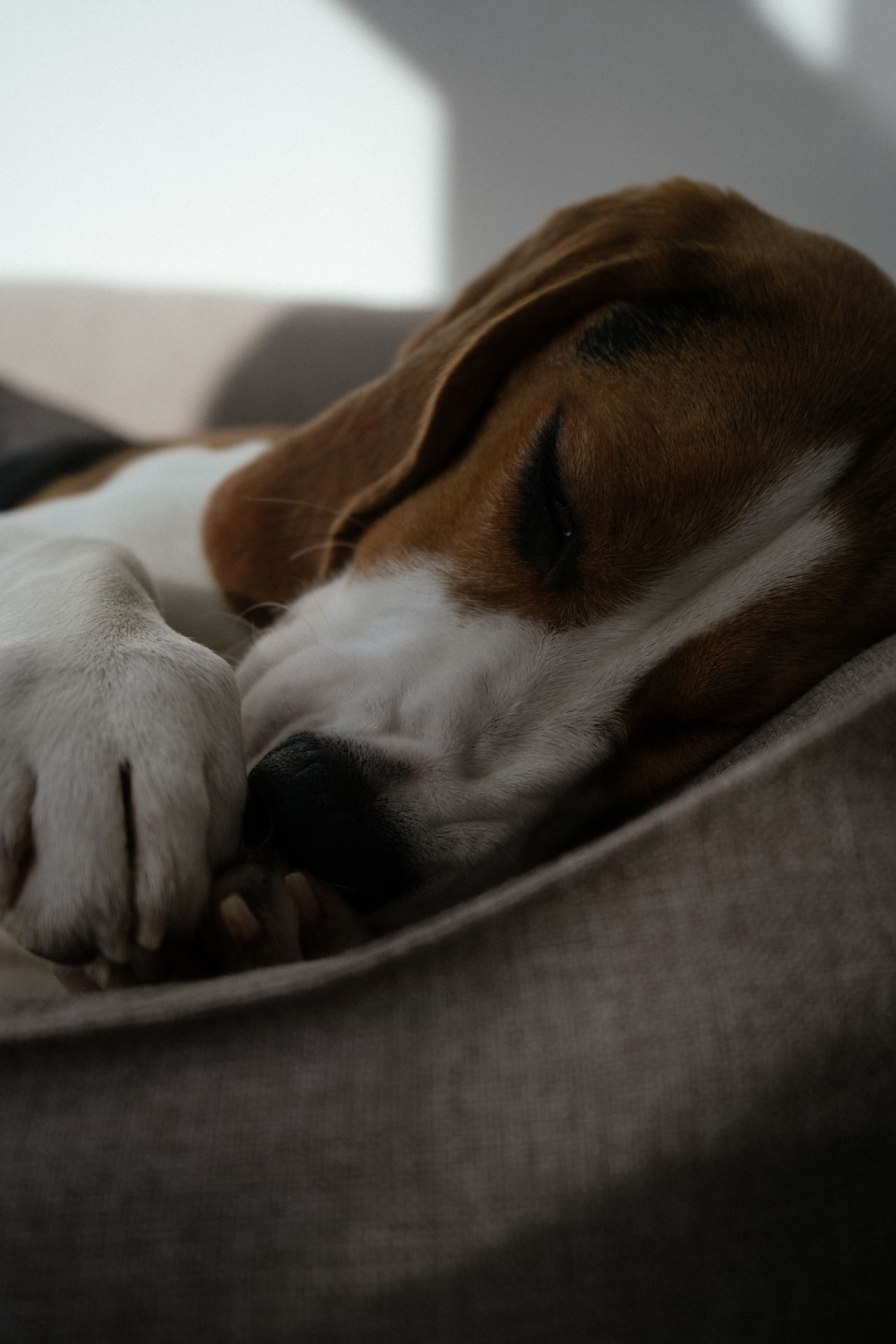 Recuperación funcional veterinaria: perro descansando tranquilo, el reposo es parte del proceso de estabilidad fisiológica