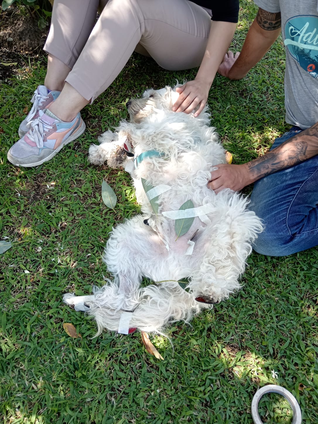 Regulación Fisiológica Veterinaria: terapia al aire libre con un perro en KRAVet, Sangolquí