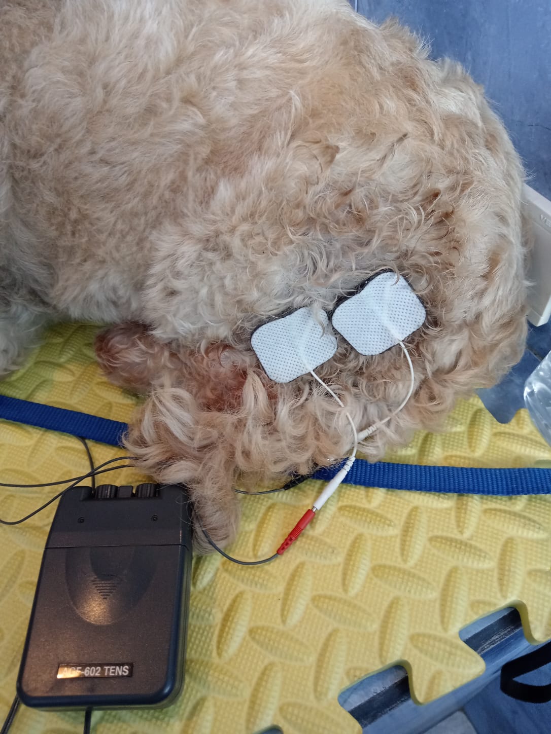 Tratamiento veterinario en Sangolquí: terapia y Rehabilitación en KRAVet