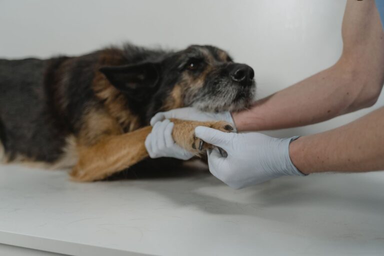 Rehabilitación Veterinaria con Enfoque Funcional