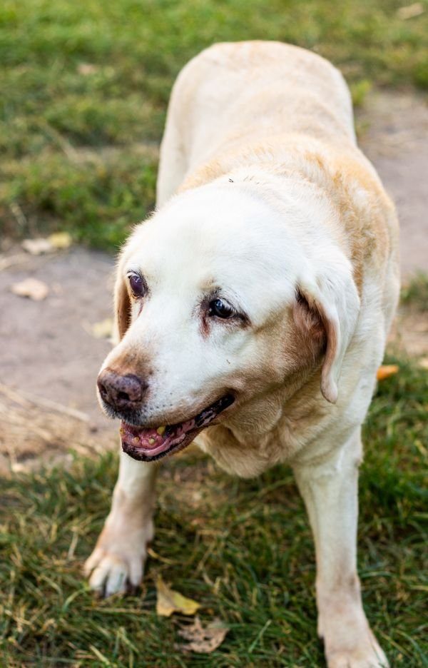 Rotura de Ligamento Cruzado en Perros