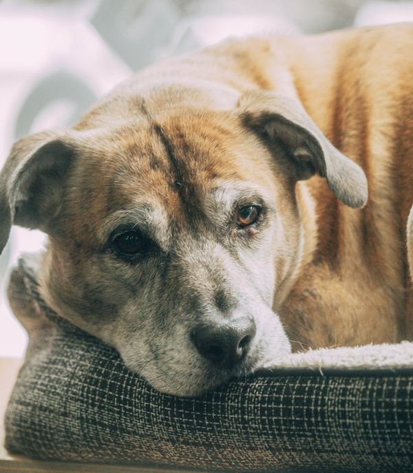 Perro senior en reposo durante la recuperación de una cirugía de ligamento cruzado