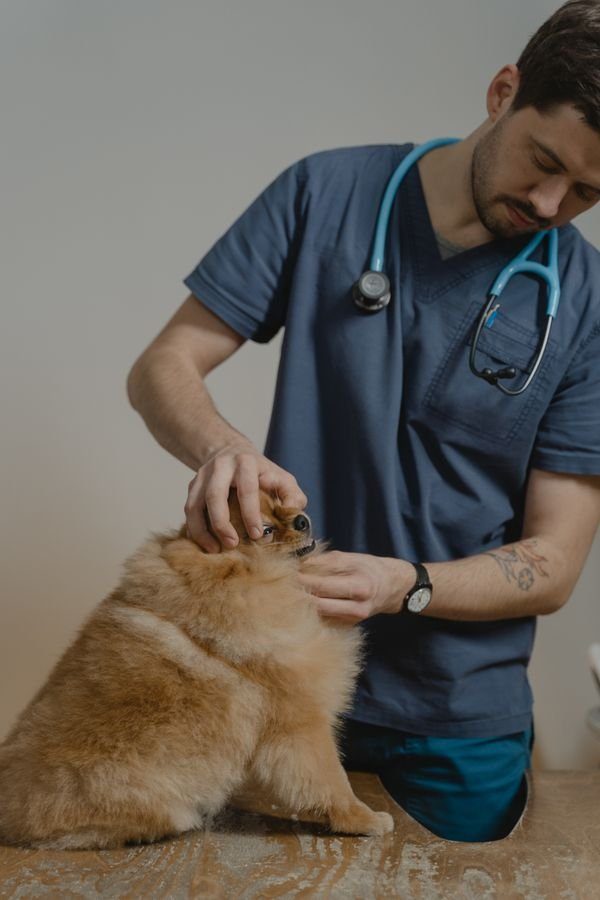 Valoración veterinaria de un perro con cojera de una extremidad posterior