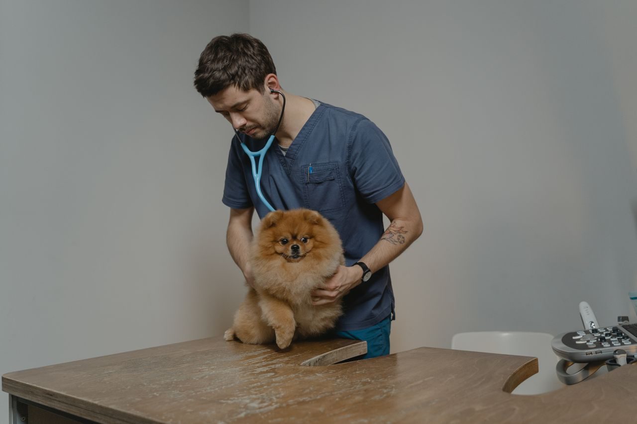 Sarro en perros: perro en Consulta Veterinaria durante un chequeo de Salud Dental