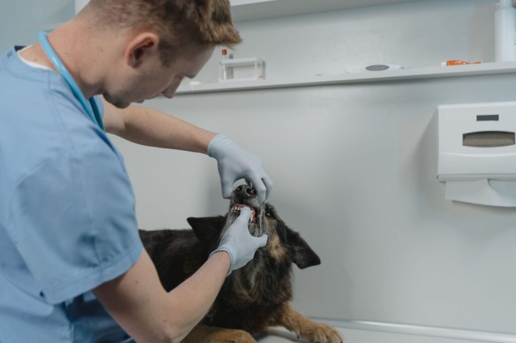 Sarro en perros: veterinario revisando la boca y los dientes de un perro