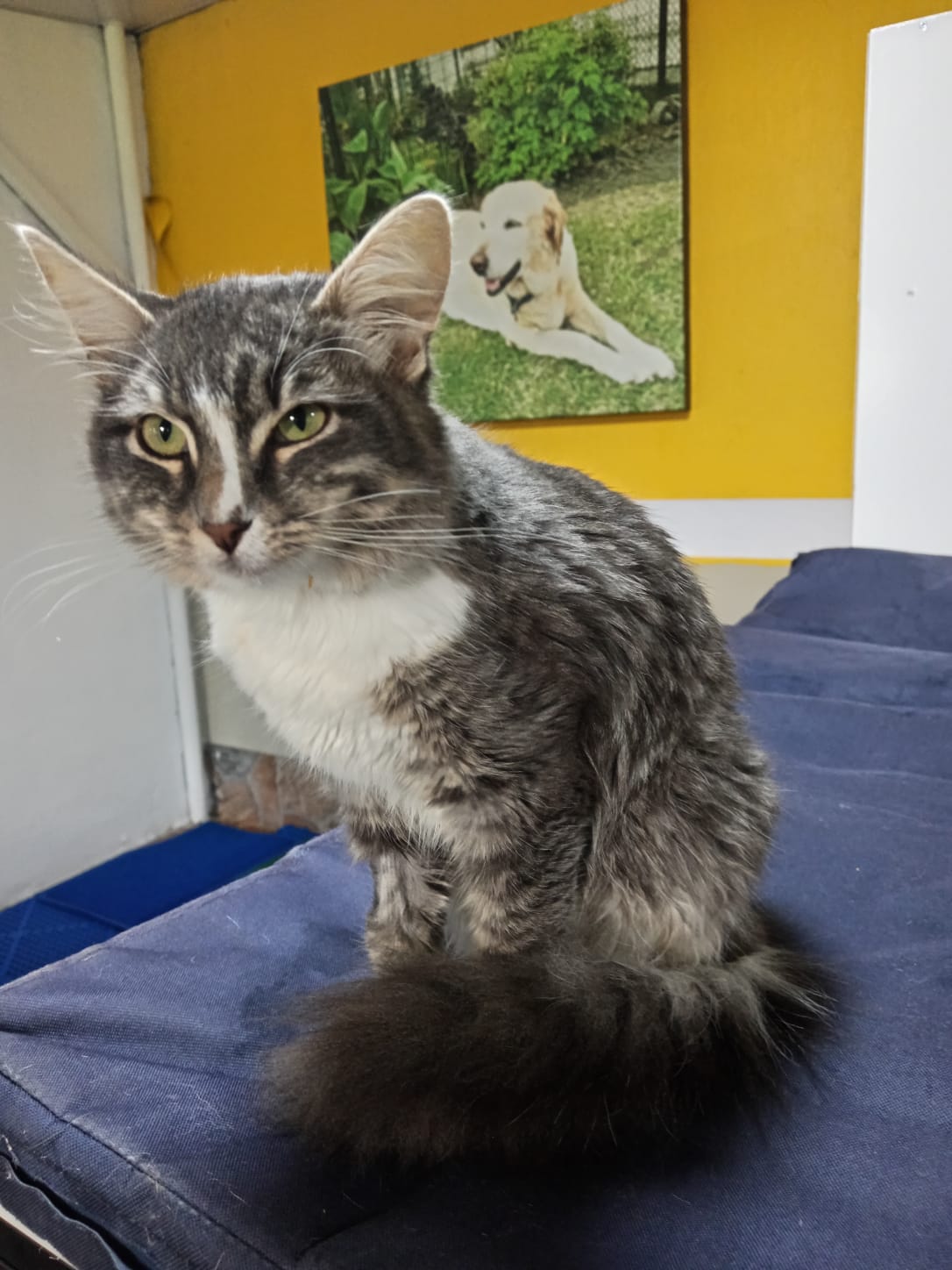 Veterinaria para perros y gatos en Sangolquí: Consulta felina en KRAVet