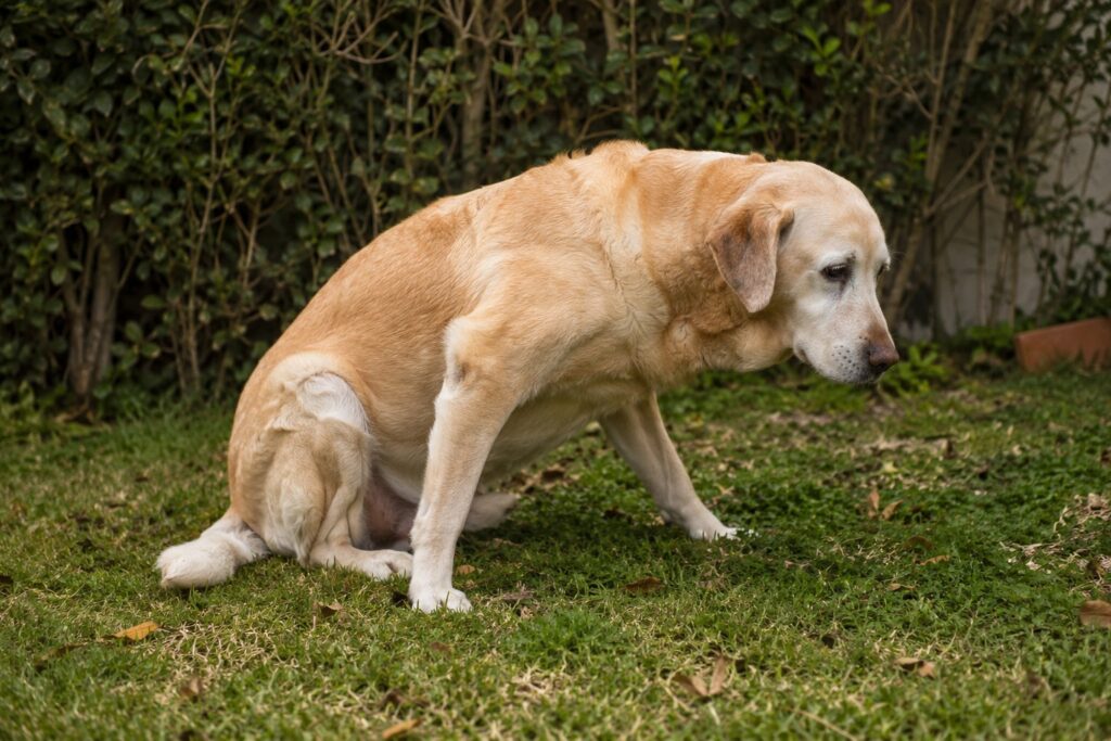 Dolor articular en perros: perro labrador senior mostrando rigidez al intentar levantarse