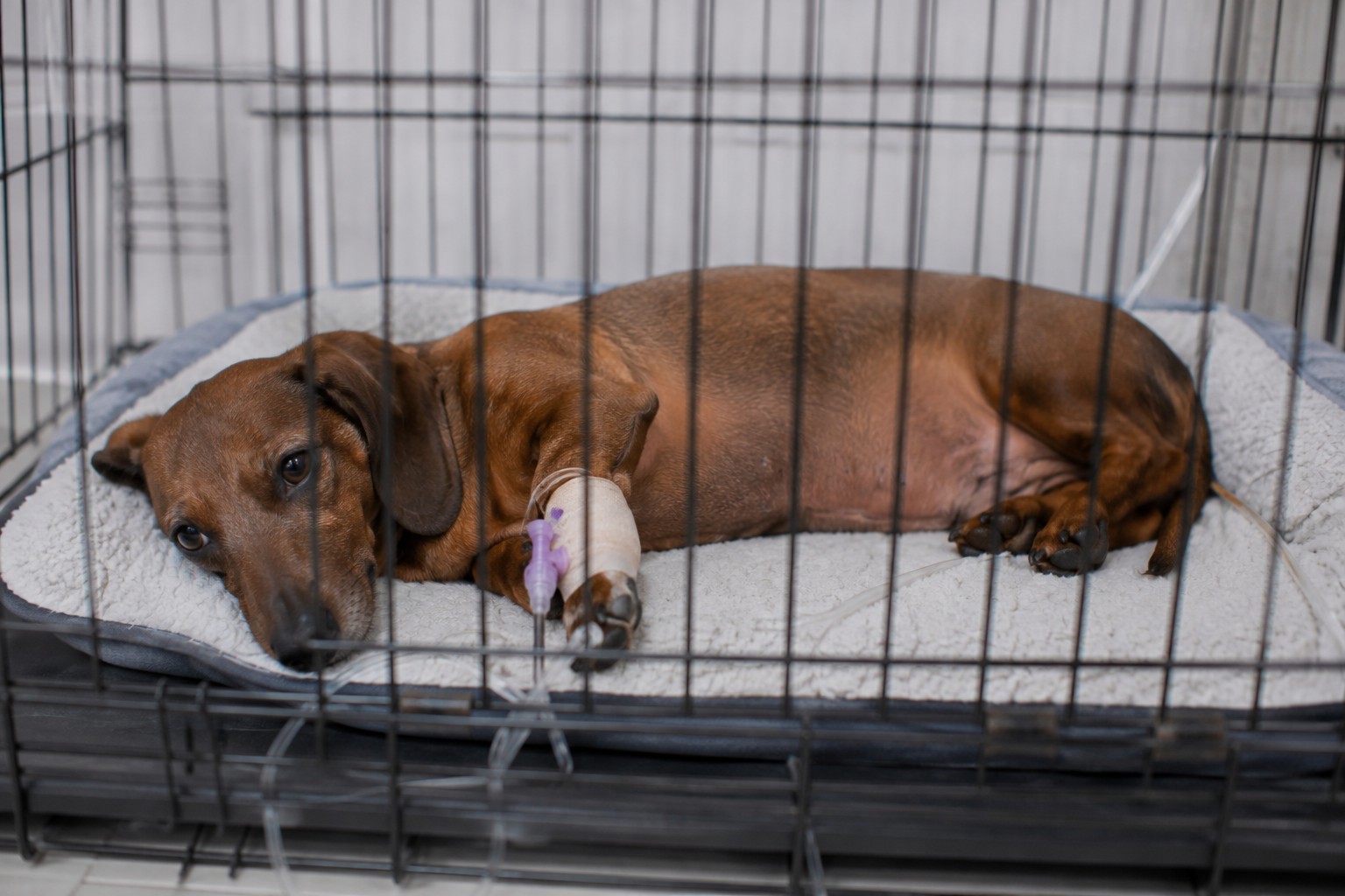 Hernia discal en perros: salchicha (dachshund) en reposo absoluto como parte del tratamiento inicial