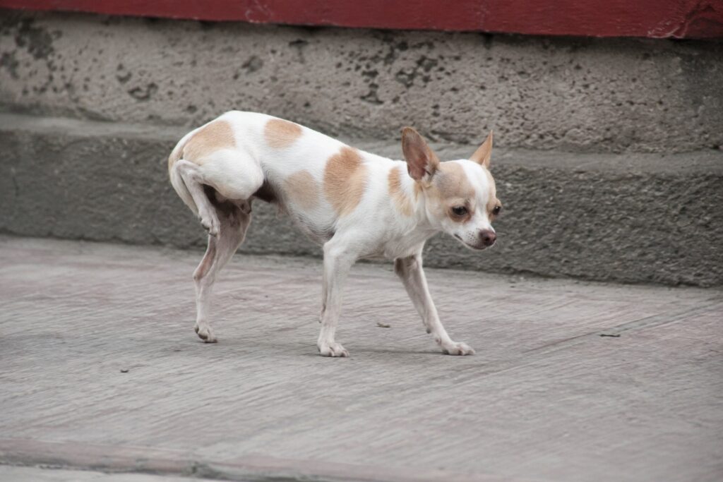 Luxación en perros: chihuahua caminando con dificultad por una articulación desplazada