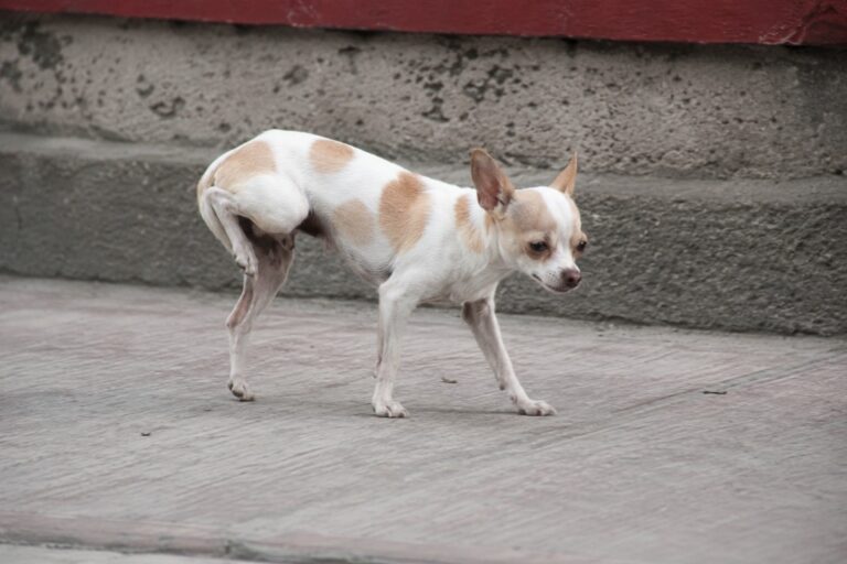 Luxación en perros: síntomas, causas y tratamiento