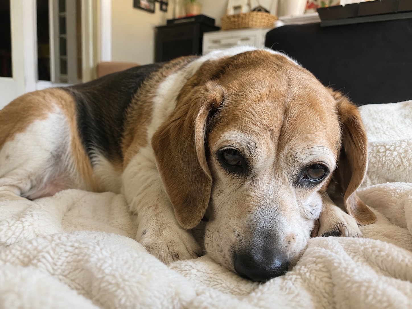 Mi perro tiene diarrea: beagle observado de cerca en casa para vigilar su evolución
