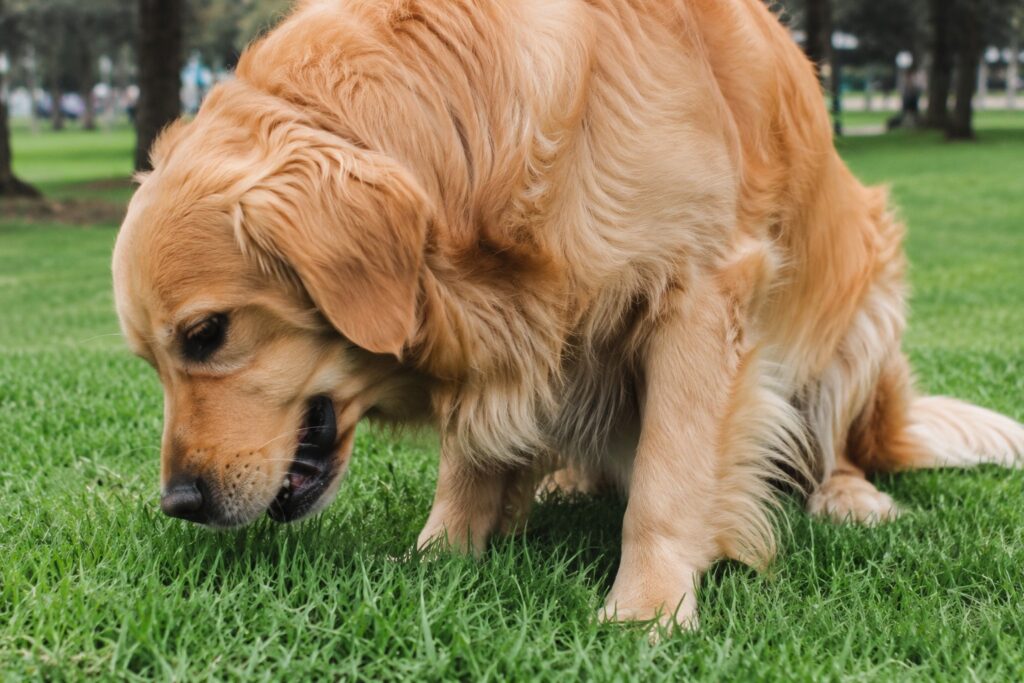 Perro come pasto y vomita: golden retriever adulto observado de cerca mientras come césped en el parque