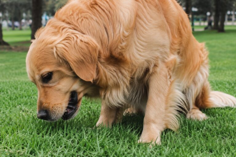 Perro come pasto y vomita: por qué pasa y cuándo preocuparse